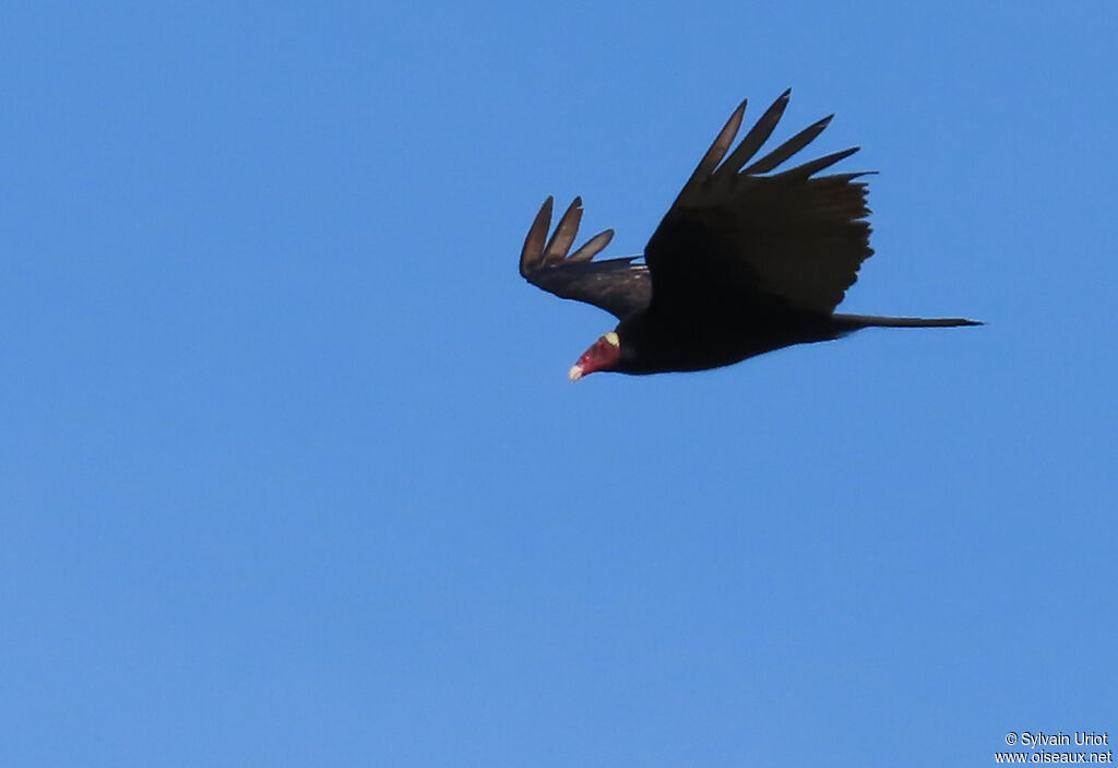 Urubu à tête rougeadulte