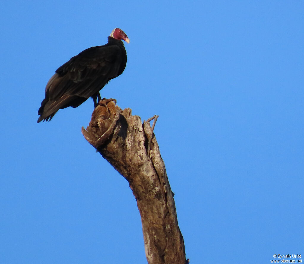 Urubu à tête rougeadulte