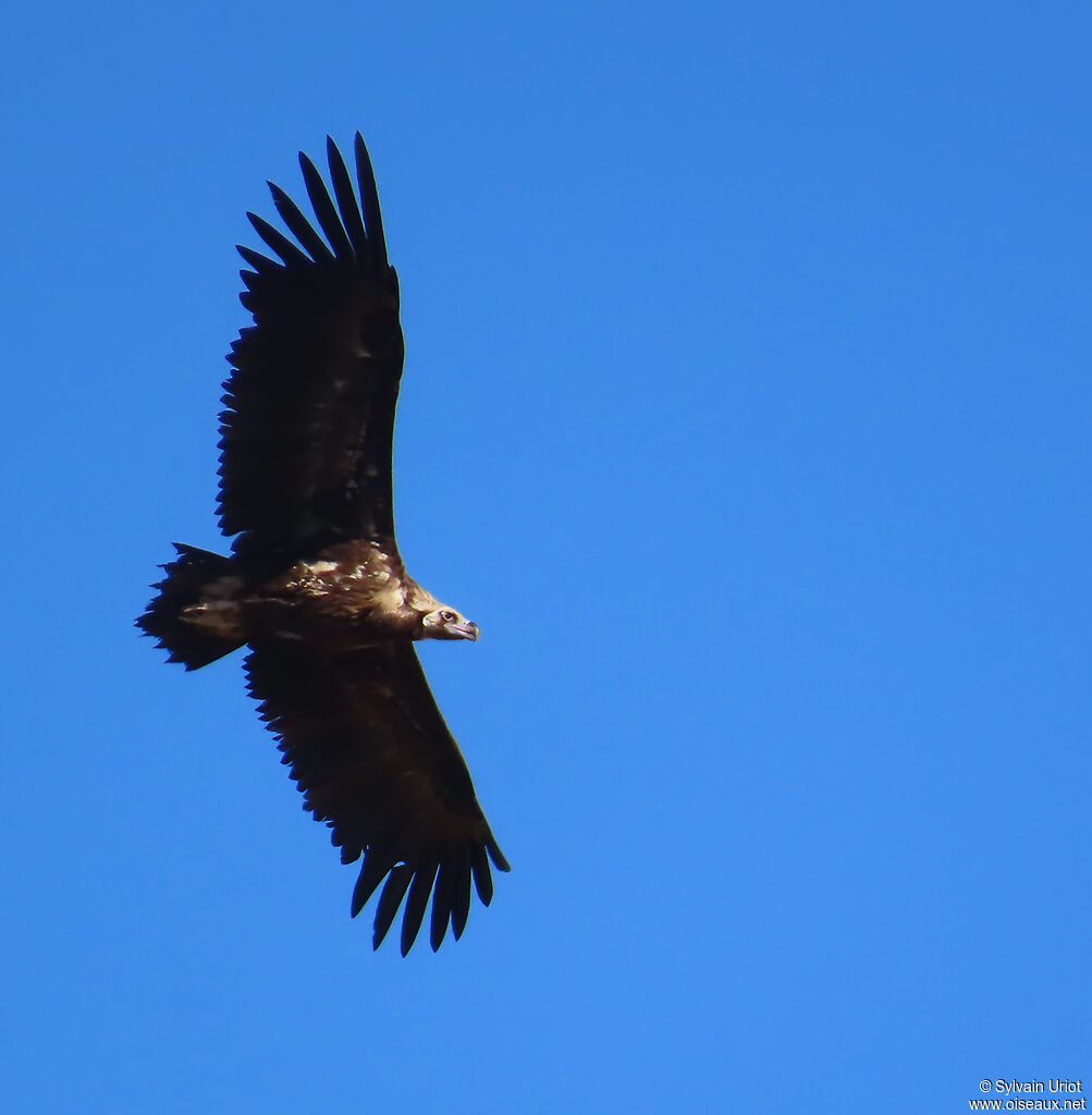 Cinereous Vulture