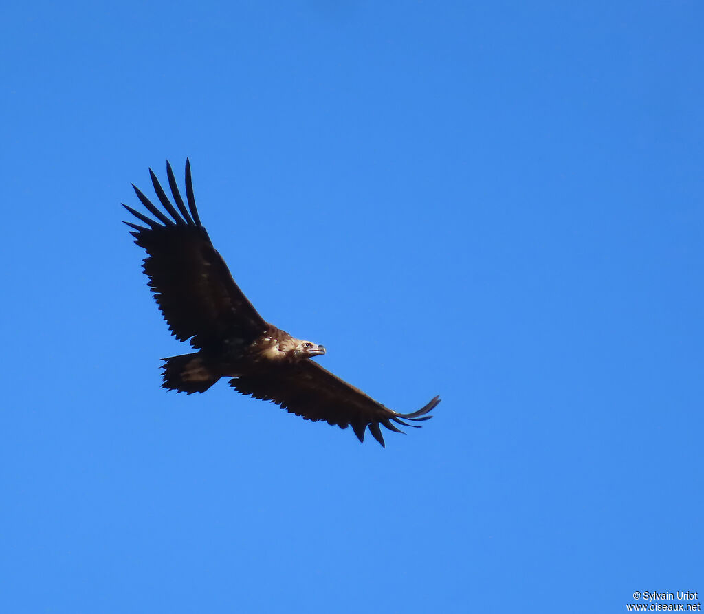Cinereous Vulture