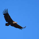 Vautour moine