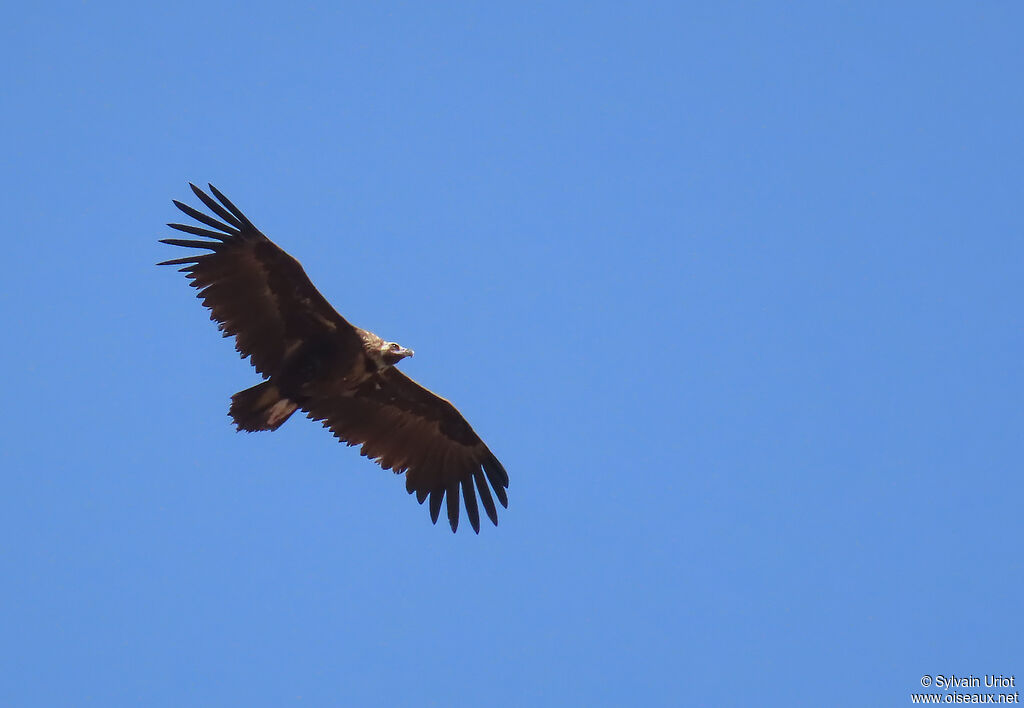 Cinereous Vulture