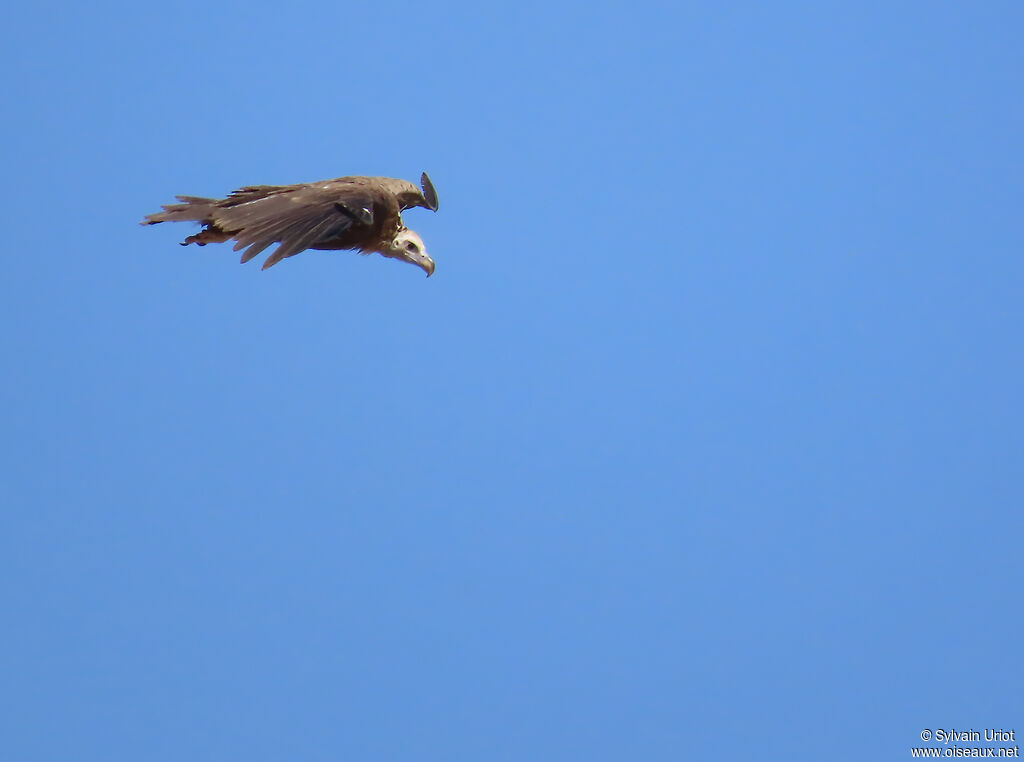 Cinereous Vulture