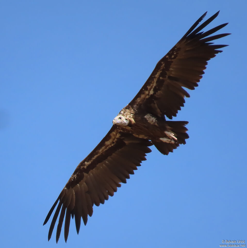 Cinereous Vulture