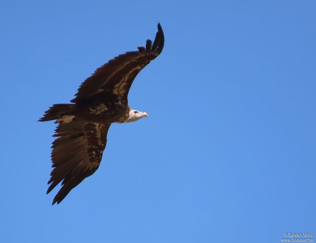 Cinereous Vulture