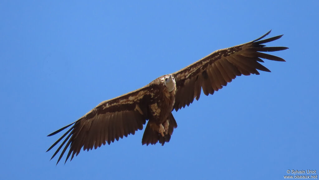 Cinereous Vulture