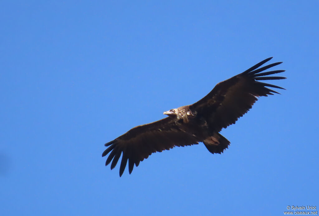 Cinereous Vulture