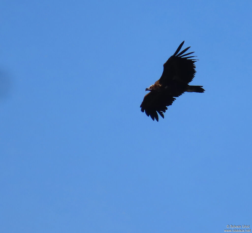 Cinereous Vulture