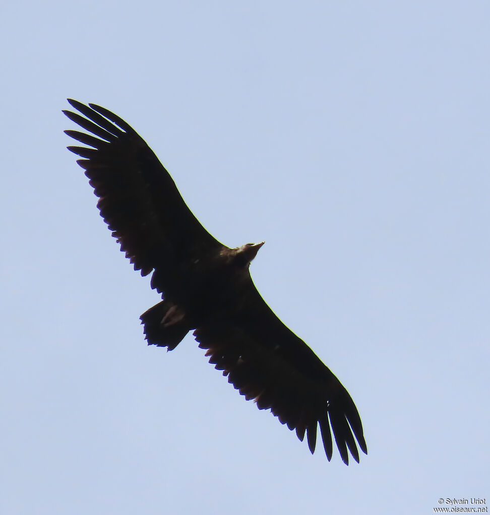 Cinereous Vulture