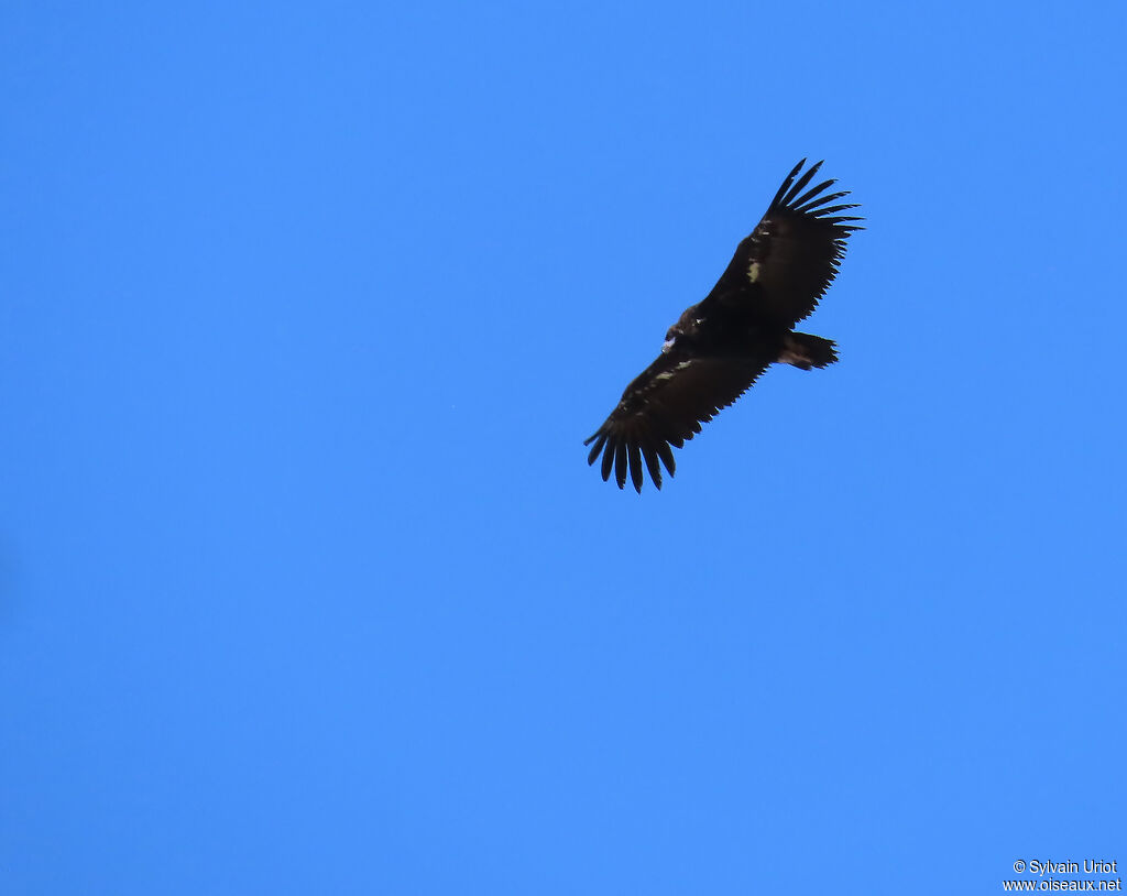 Cinereous Vulture