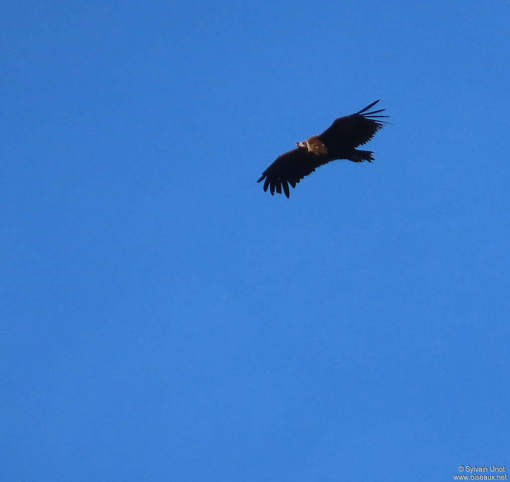 Cinereous Vulture