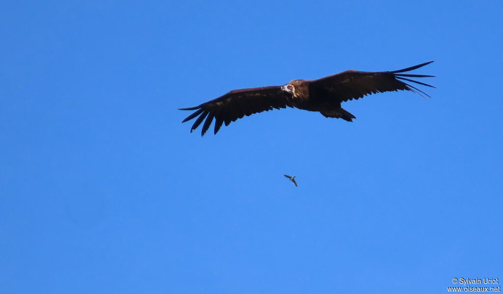 Cinereous Vulture