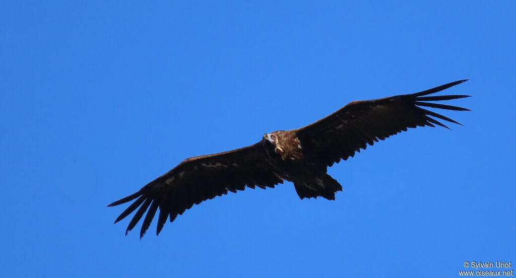 Cinereous Vulture