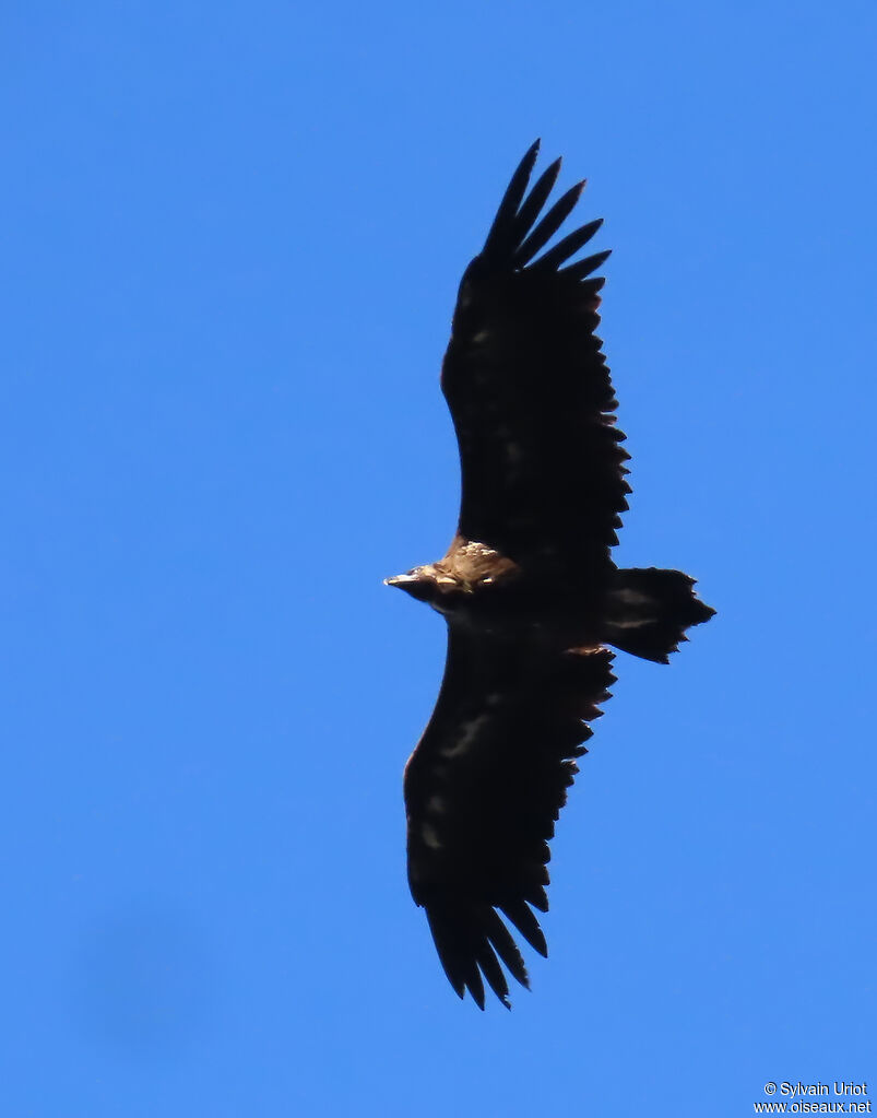 Cinereous Vulture