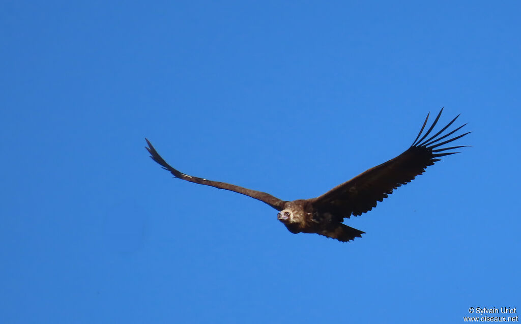 Cinereous Vulture