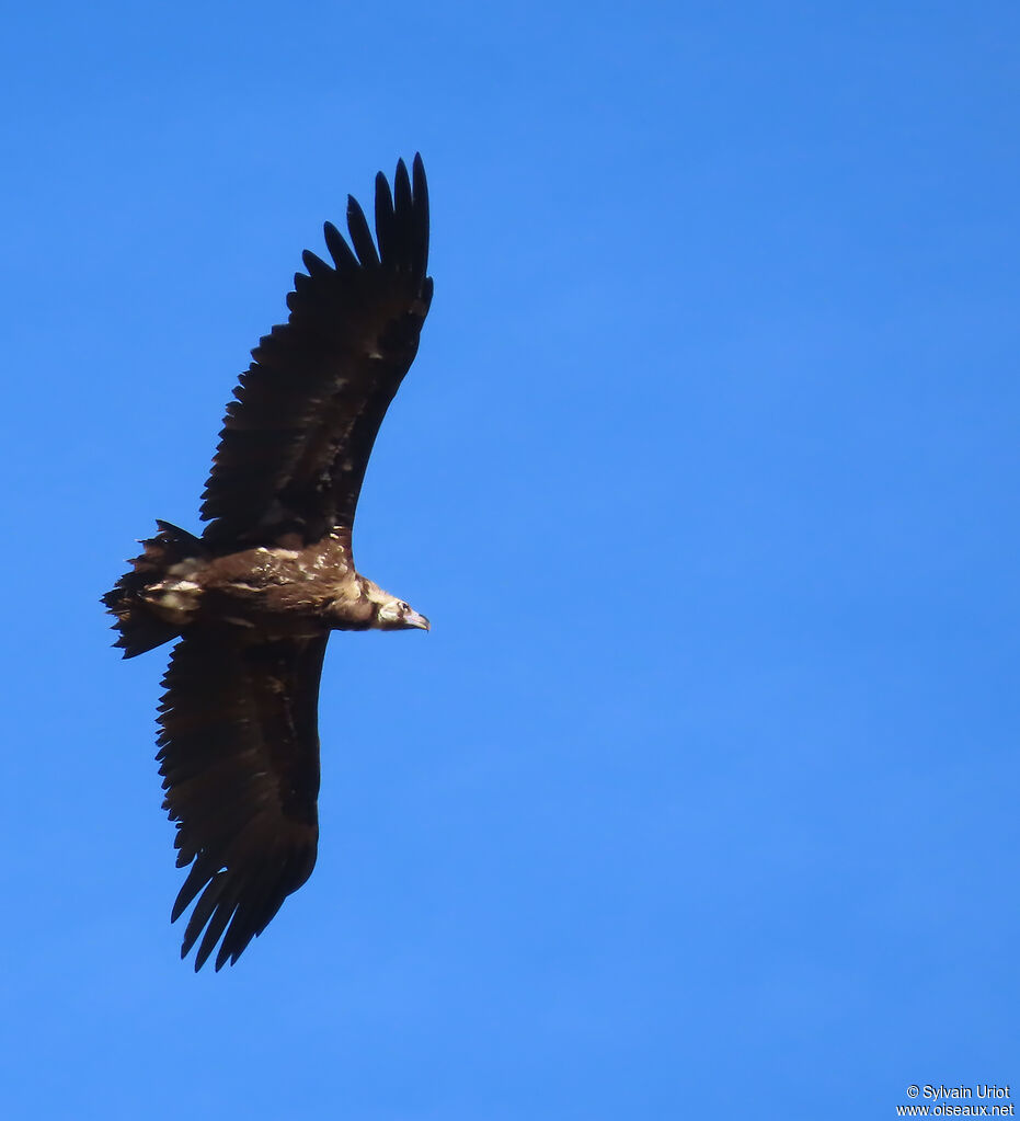 Cinereous Vulture