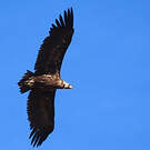 Vautour moine