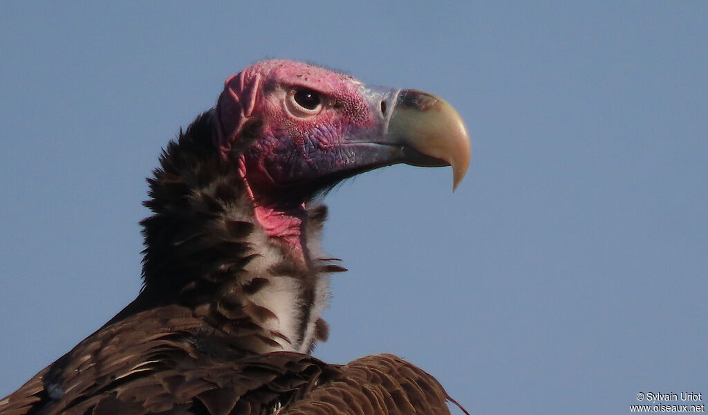 Lappet-faced Vultureadult