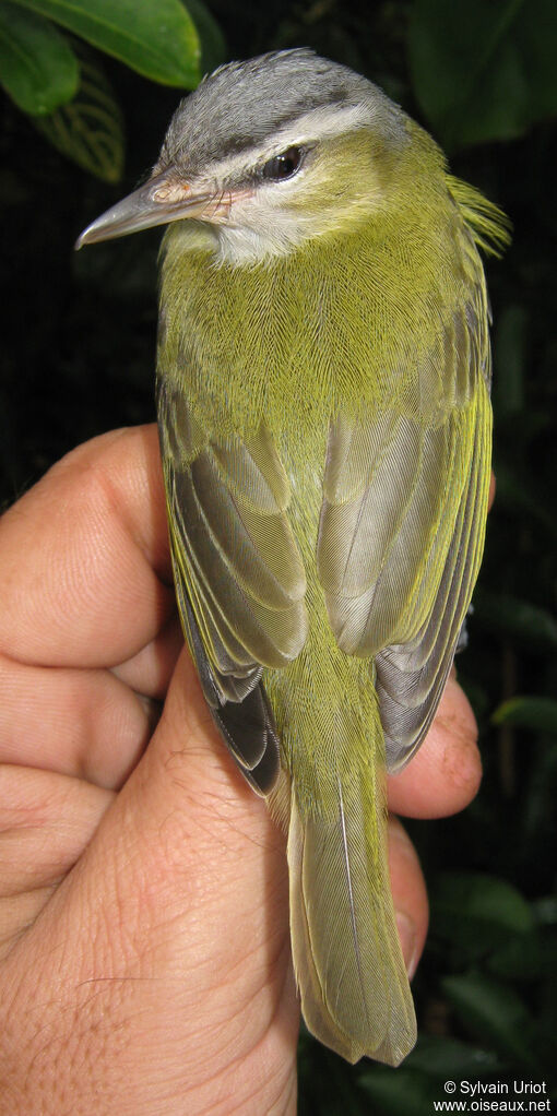 Chivi Vireoadult