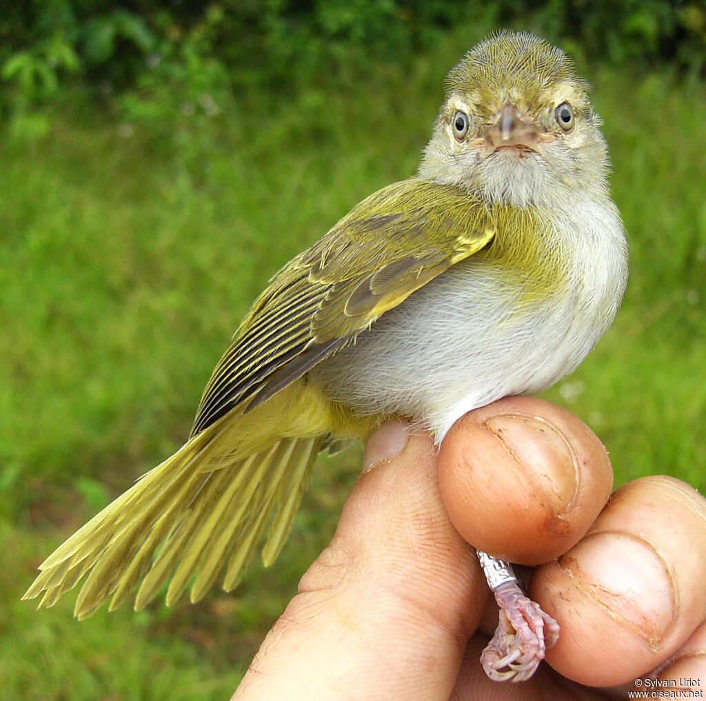Grey-chested Greenlet