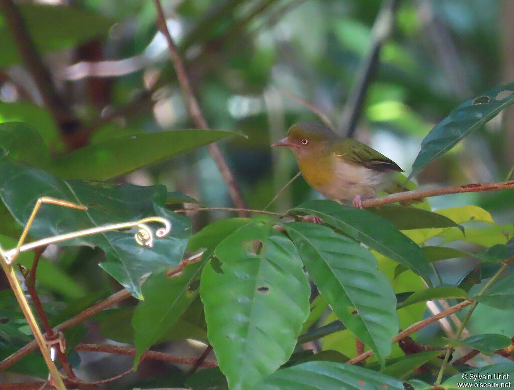 Lemon-chested Greenletadult