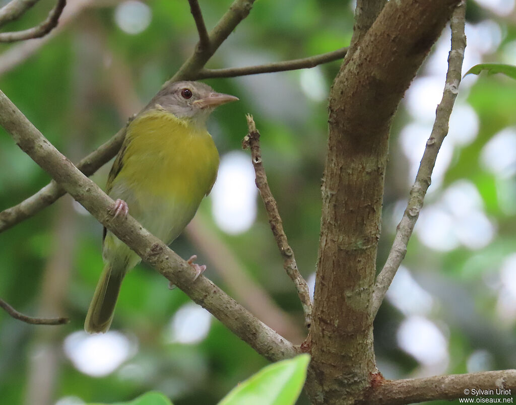 Viréon à tête cendréeadulte