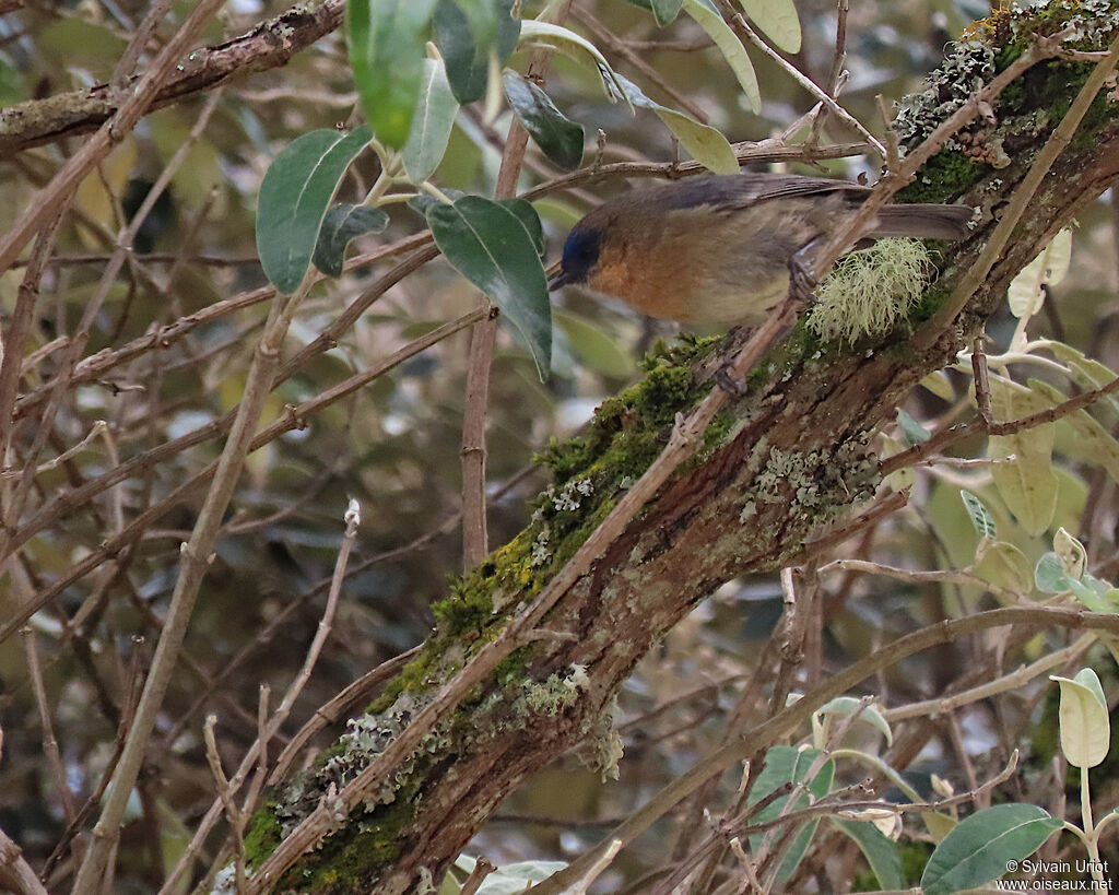Xénodacnis de Peters femelle adulte