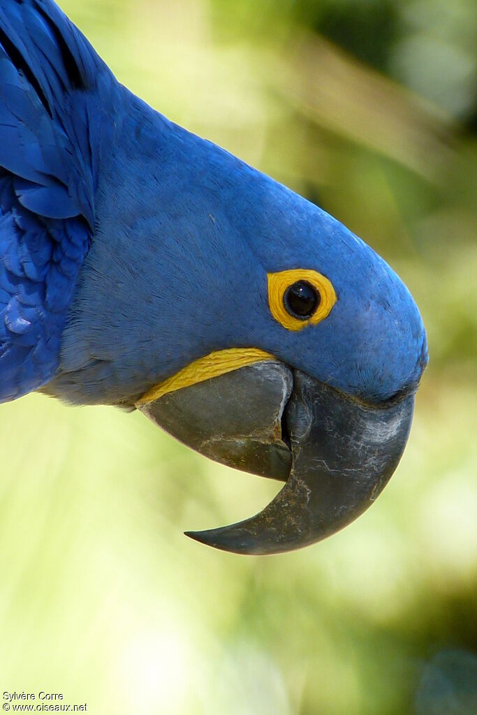 Hyacinth Macawadult