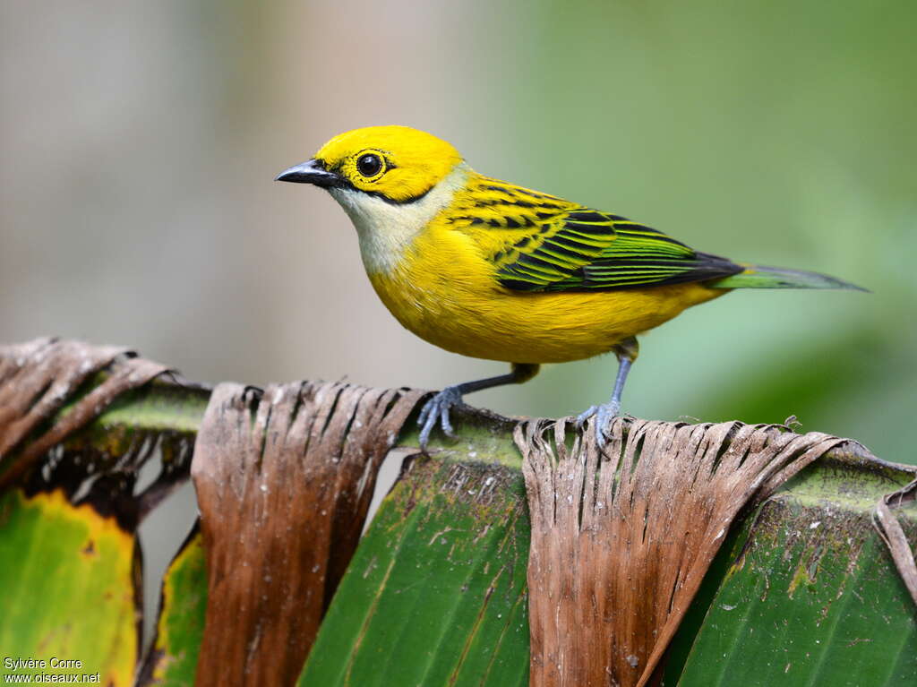 Silver-throated Tanageradult
