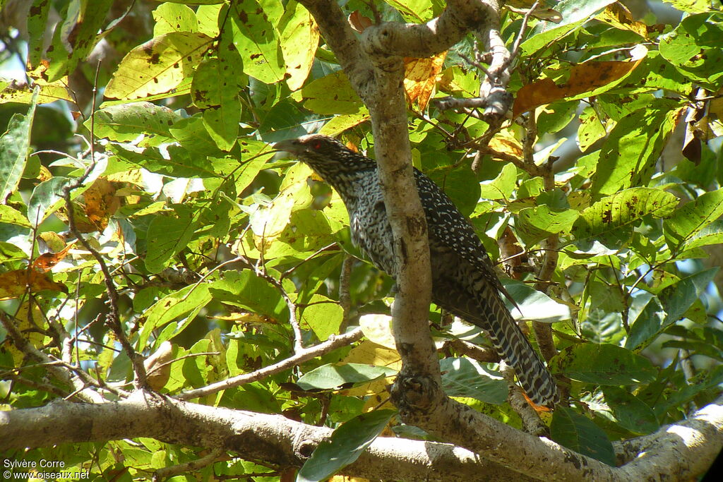 Asian Koel female adult