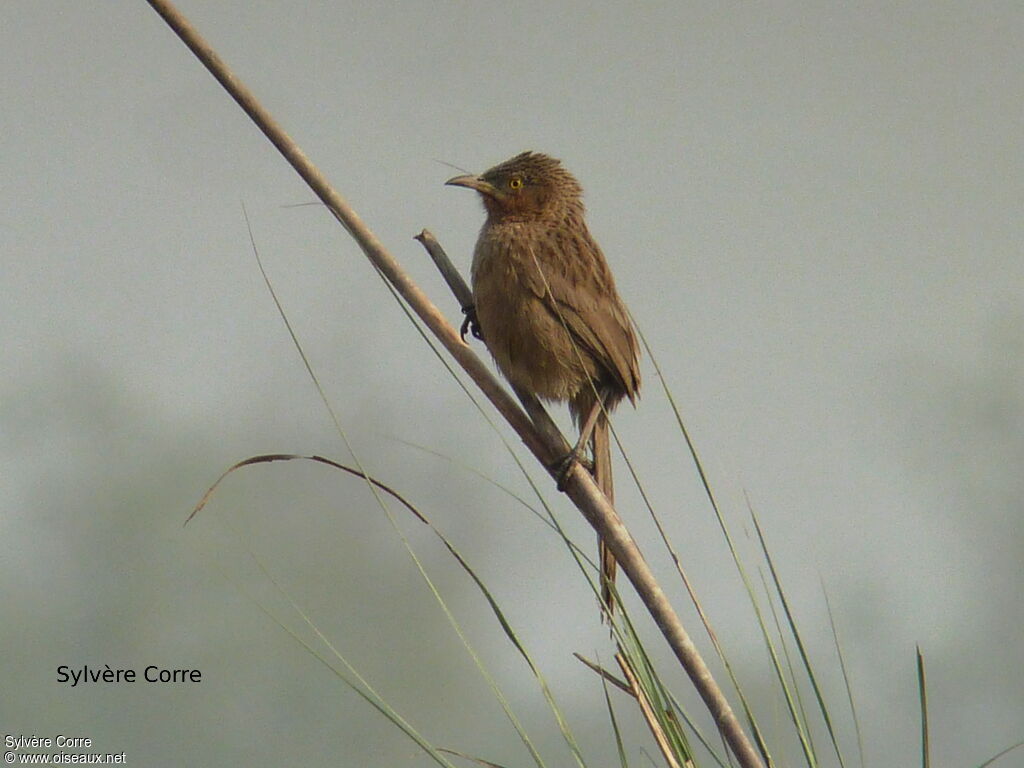 Striated Babbleradult