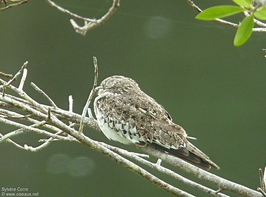 Sand-colored Nighthawk