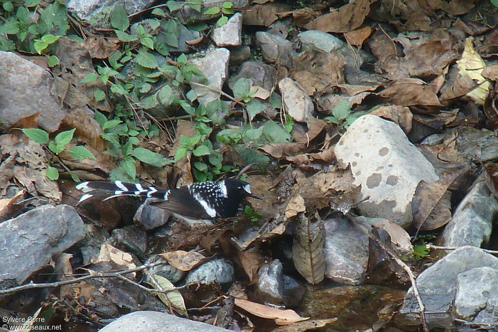 Spotted Forktailadult, identification