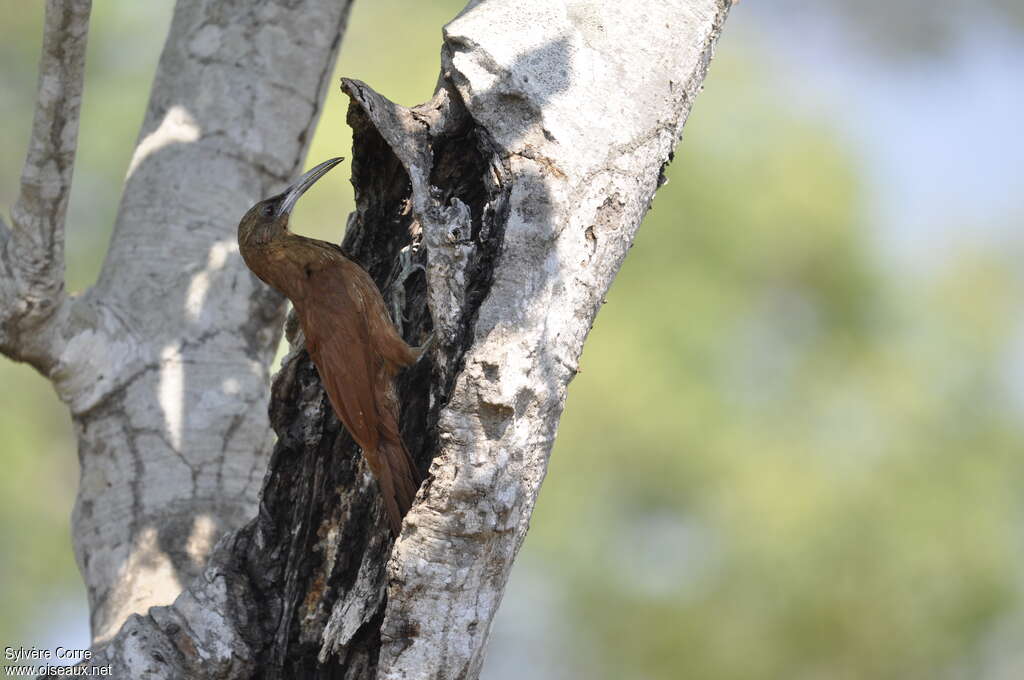 Great Rufous Woodcreeperadult