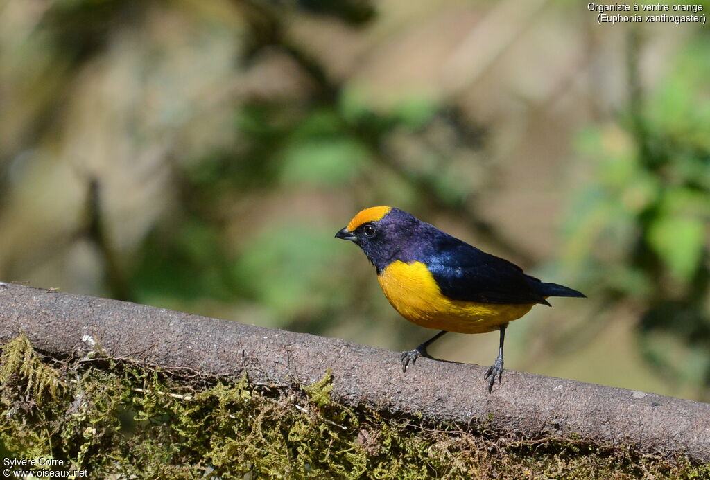 Orange-bellied Euphonia male adult