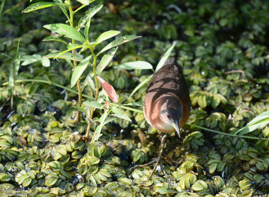 White-throated Crake