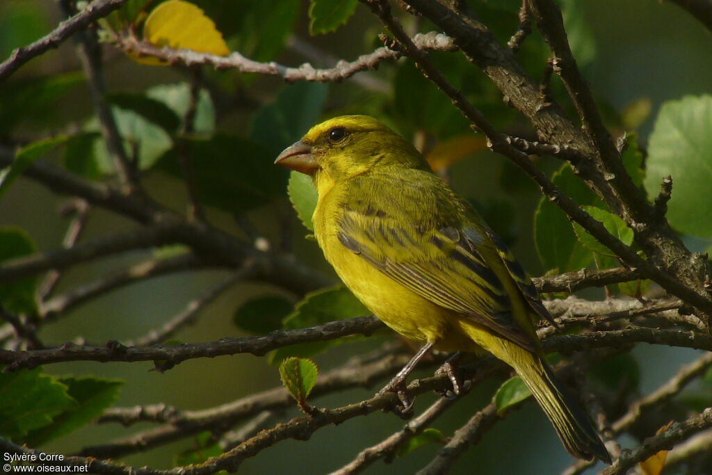 Serin soufré
