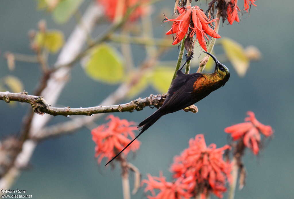 Bronze Sunbird male adult, eats