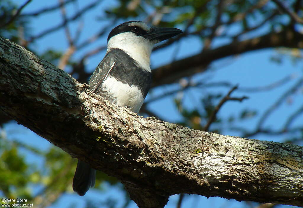 White-necked Puffbirdadult, identification