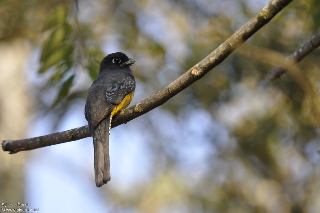 Gartered Trogon female adult