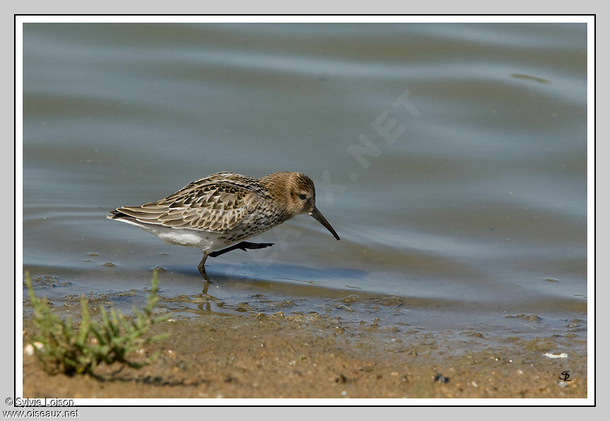 Bécasseau variable
