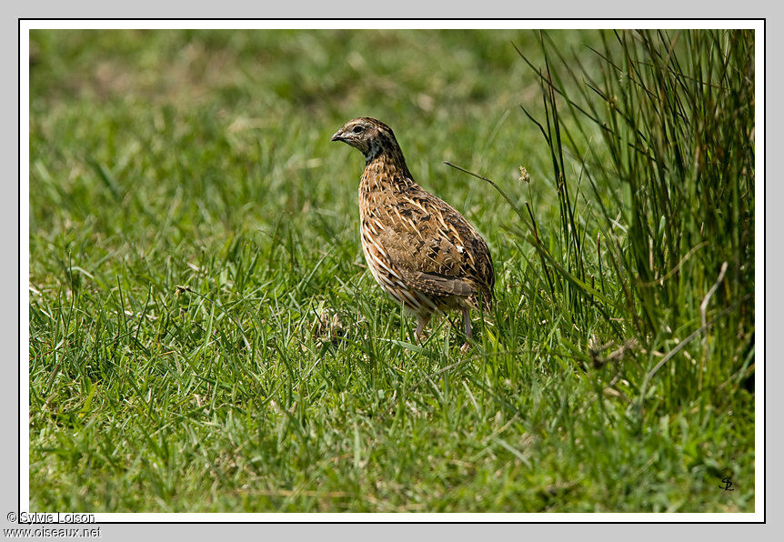 Common Quail
