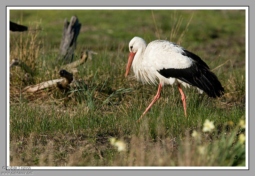 White Stork