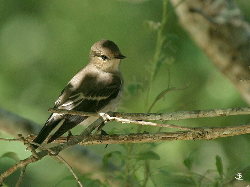 European Pied Flycatcher