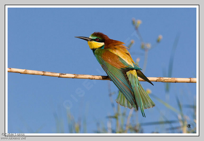 European Bee-eater