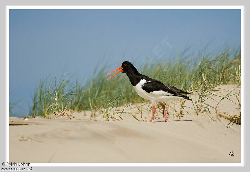 Eurasian Oystercatcher