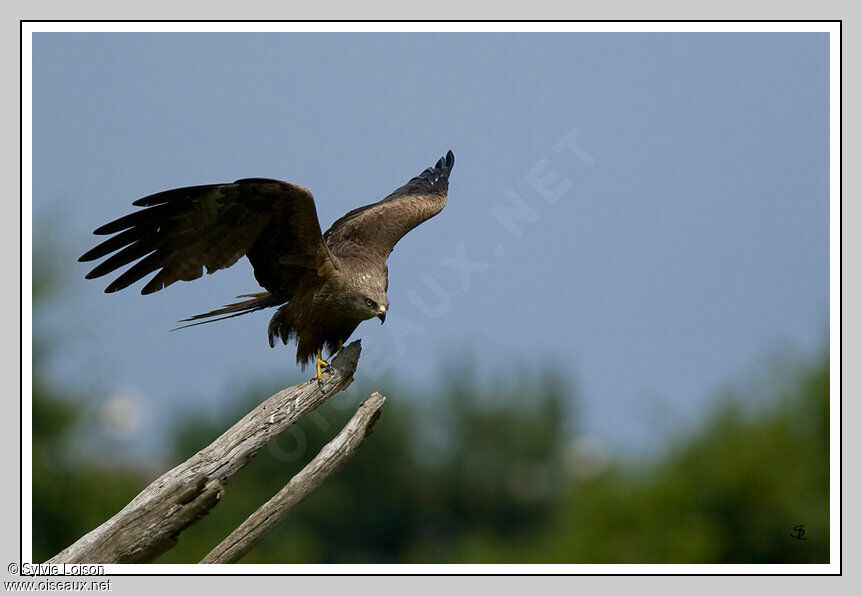 Black Kite