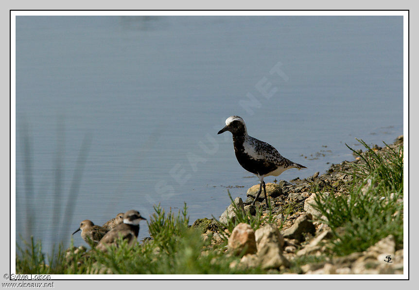 Grey Plover