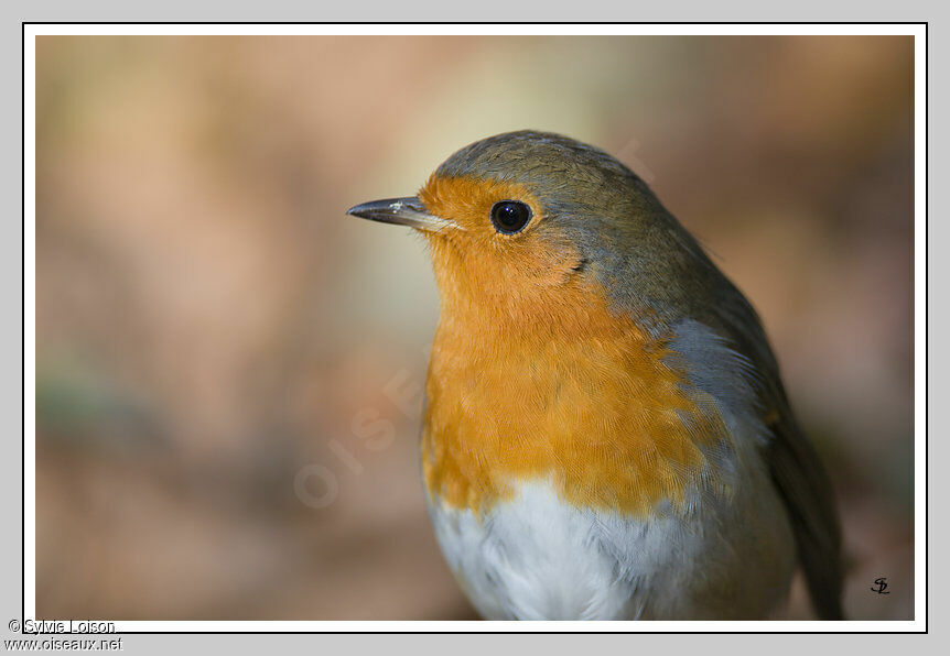 European Robin