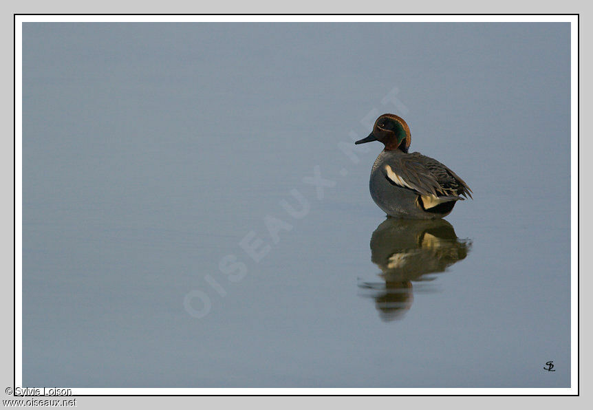Eurasian Teal male